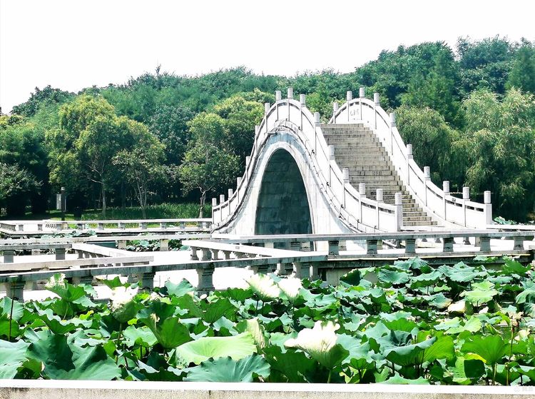 黄州区遗爱湖·红梅傲雪景区九曲桥