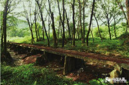 永嘉县桥下镇桐园石板桥